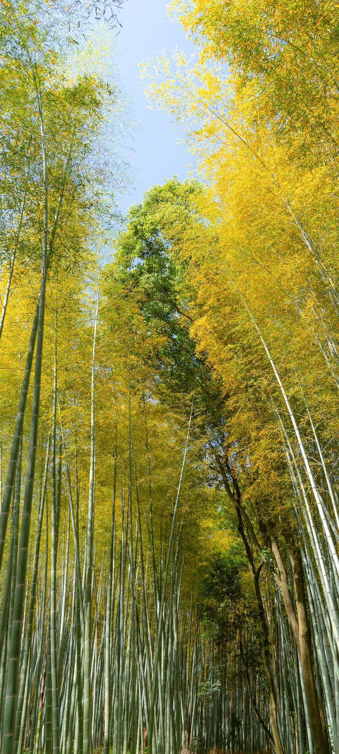 秋景手机壁纸：枫叶、黄色风景、金黄树叶