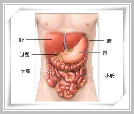 肝在身体哪个位置